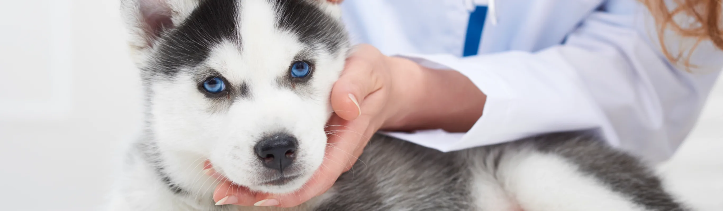 Young Husky Puppy getting a checkup by a nurse on table 